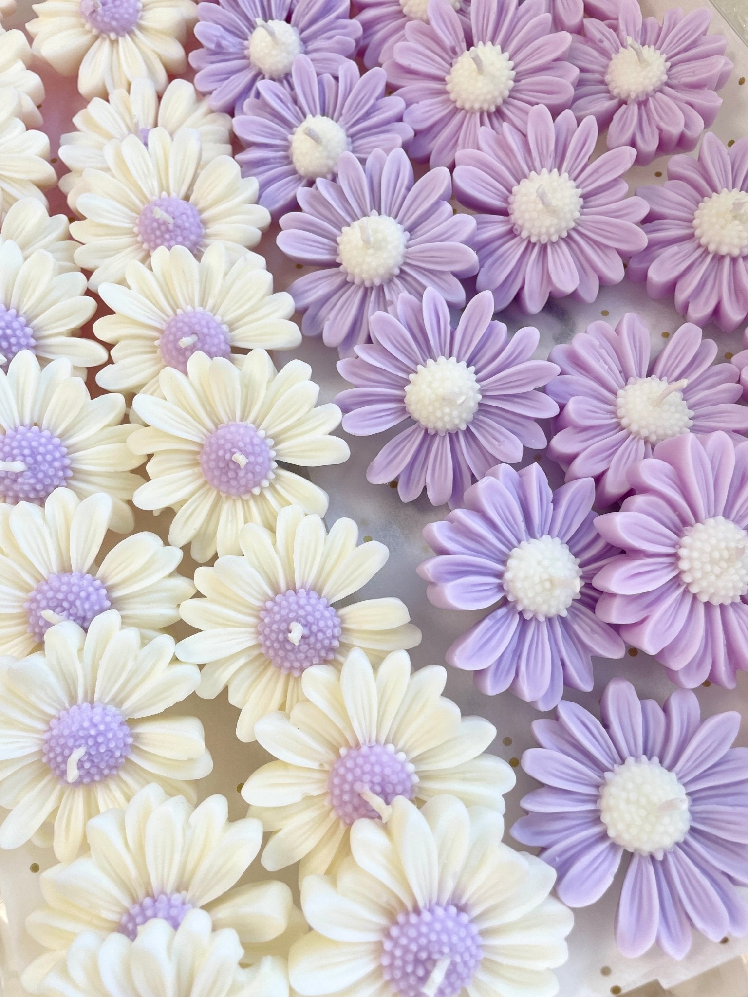 Vela Margarita - KānaraSoy.com